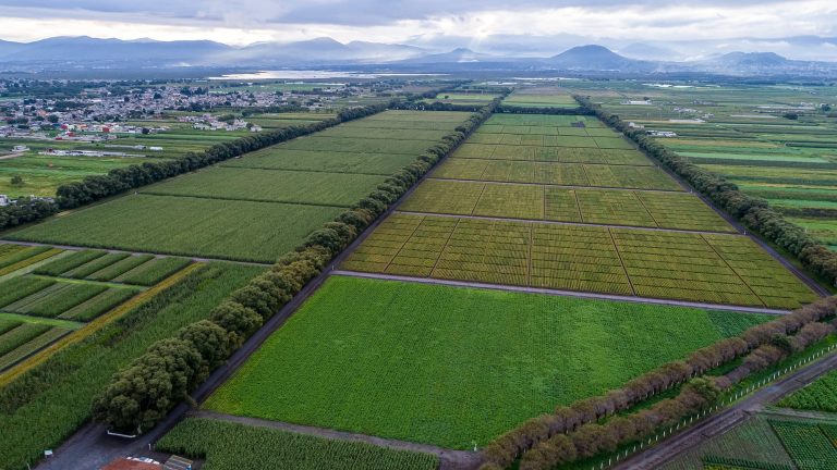 Farmers urged to adopt Chinese technologies for bumper crops