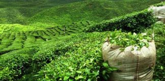 Tea imports decline by 10.86 pc to $91.9 million in two months