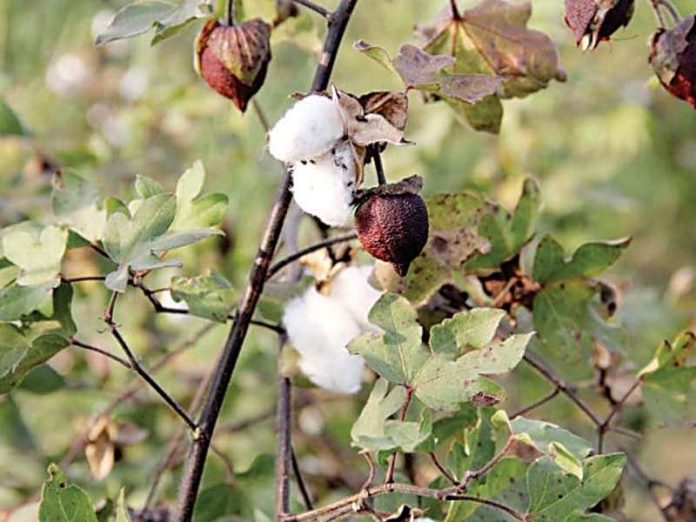 Pakistan looks to enhancing cooperation with China on high-yield cotton varieties