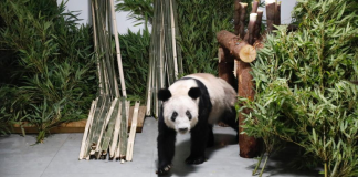 Giant panda Ya Ya returns to Beijing Zoo