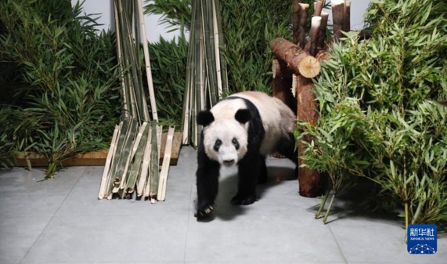 Giant panda Ya Ya returns to Beijing Zoo