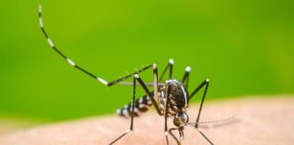ICT admin step up efforts against dengue