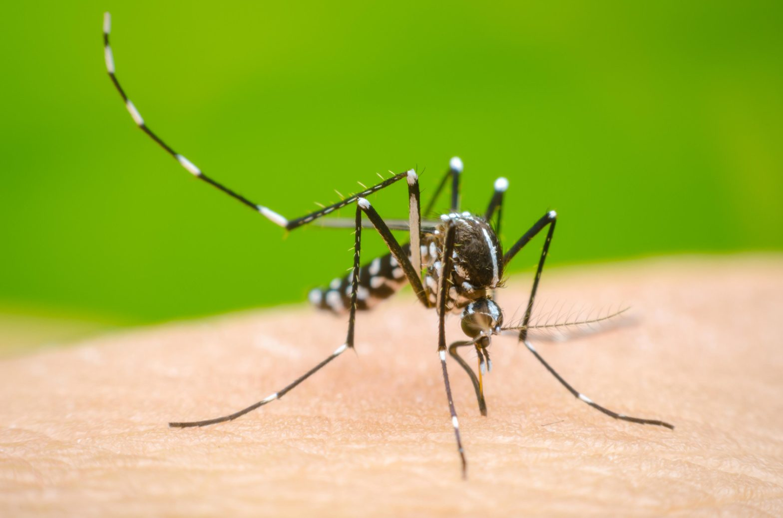 ICT admin step up efforts against dengue