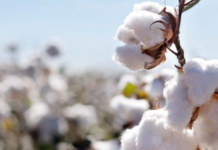 Pakistan’s cotton yarn exports to China crosses $100 million in Jan-Feb