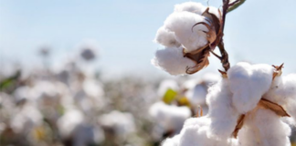 Pakistan’s cotton yarn exports to China crosses $100 million in Jan-Feb