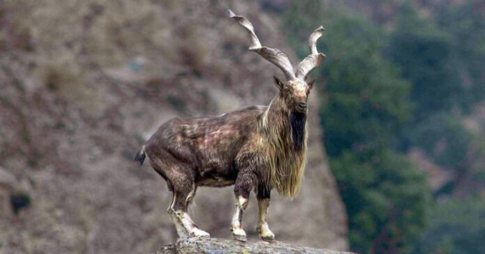 At UN, Pakistan calls for joint efforts for conservation of Markhors