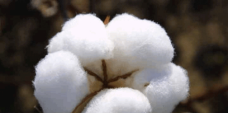 Over 1.2m cotton bales recorded at ginneries till Aug 31