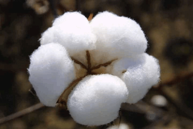 Over 1.2m cotton bales recorded at ginneries till Aug 31