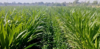 Chinese intercropping tech helps Pakistan ease cotton crisis