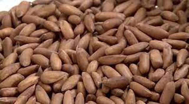 Beijing remains top destination for Pakistani pine nuts in China