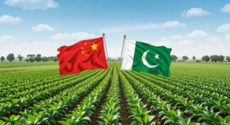 How Pakistani pine nuts can Win a bigger share of China’s premium nut market