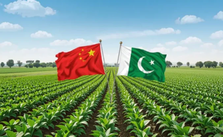 How Pakistani pine nuts can Win a bigger share of China’s premium nut market